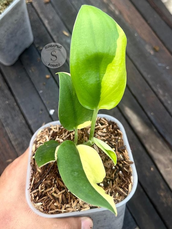 Scindapsus Samurai Live Exotic Tropical Foliage Plant Indoor