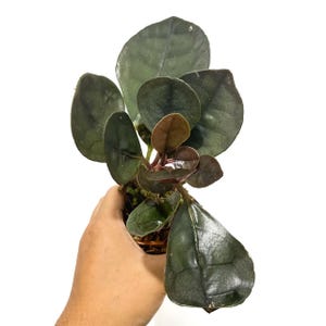 Labisia Silber Metallic Lebend Exotisch Tropische Pflanze Indoor Outdoor Easy Care Primulaceae