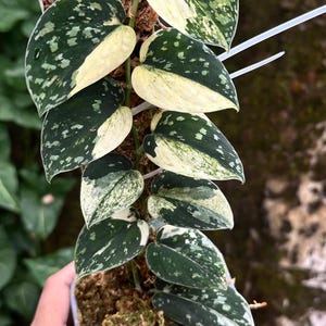 Scindapsus Argyraeus Fatamorgana Variegated Rare Live Exotic Tropical Foliage Plant Indoor Outdoor Easy Care Unique Aroid