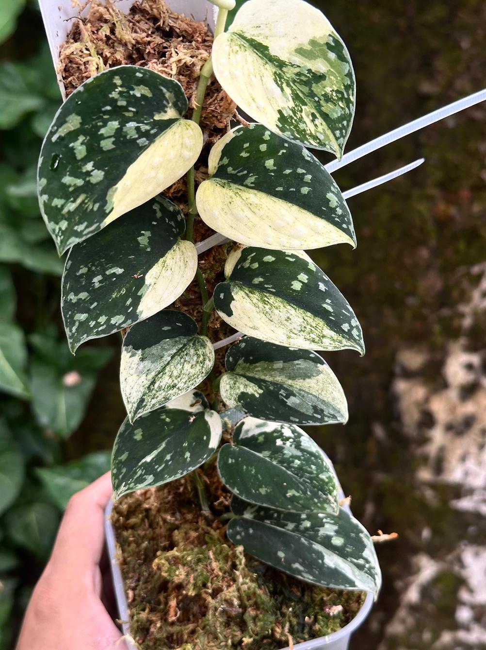 り*ー様 【激レア】Scindapsus Argyraeus Fatamorga il_fullxfull.6992291865_ldyq.jpg