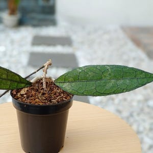 ホヤ クラメンソリウム 生きたエキゾチカ 熱帯植物 屋内 屋外 お手入れ簡単 キョウチクトウ科