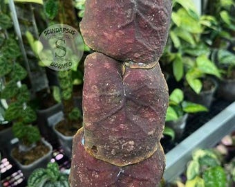 Hoya Imbricata Live Plant – Rare Trailing Unique Shingled Hoya
