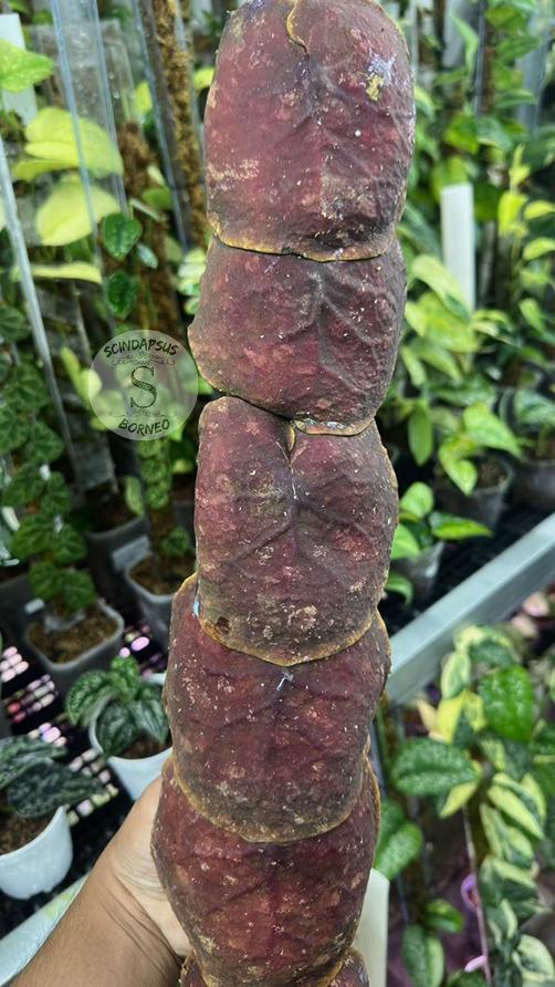 Hoya Undulata Red - Etsy