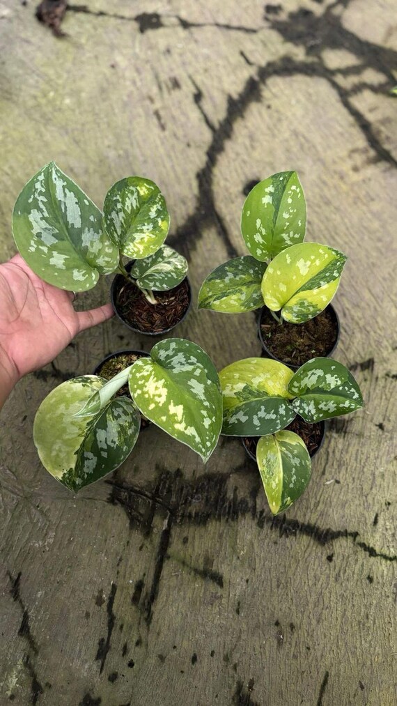 Scindapsus Sarawa 斑入り 観葉植物 Scindapsus Sarawa 斑入り 観葉