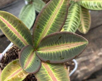 Labisia Ardisia All Color Live Exotic Tropical Foliage Plant