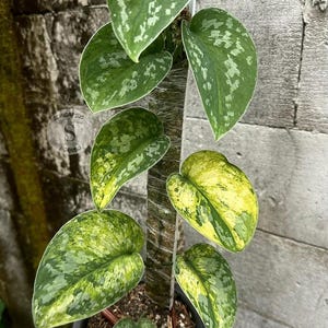 Scindapsus Macaro Live Exotic Tropical Foliage Plant Indoor Outdoor Easy Care Aroid