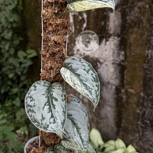 Scindapsus Peasun - Best Selected Rare Live Exotic Tropical Foliage Plant Indoor Outdoor Easy Care Aroid