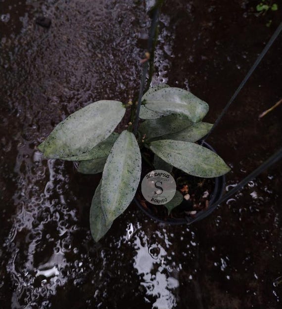 Hoya Lacunosa Winter Pandora Live Exotica Tropical Plant Indoor