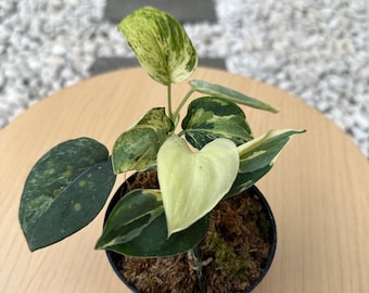 Scindapsus Black Satin Variegated Rare Live Exotic Tropical Foliage Plant Indoor Outdoor Easy Care Unique Aroid