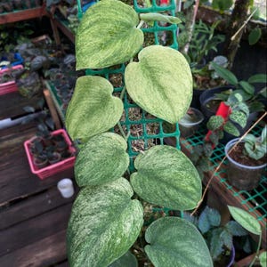 Scindapsus Golden Mint Variegated Live Exotic Tropical Foliage Plant Indoor Outdoor Easy Care Unique Aroid