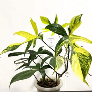 Philodendron Florida Beauty Bonte levende exotische tropische bladplant Binnen Buiten Onderhoudsvriendelijk
