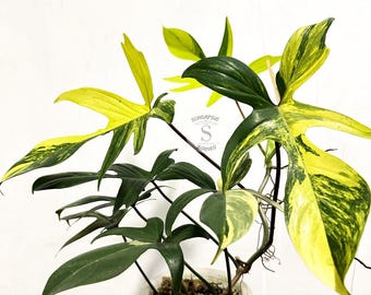 Philodendron Florida Beauty Bonte levende exotische tropische bladplant Binnen Buiten Onderhoudsvriendelijk
