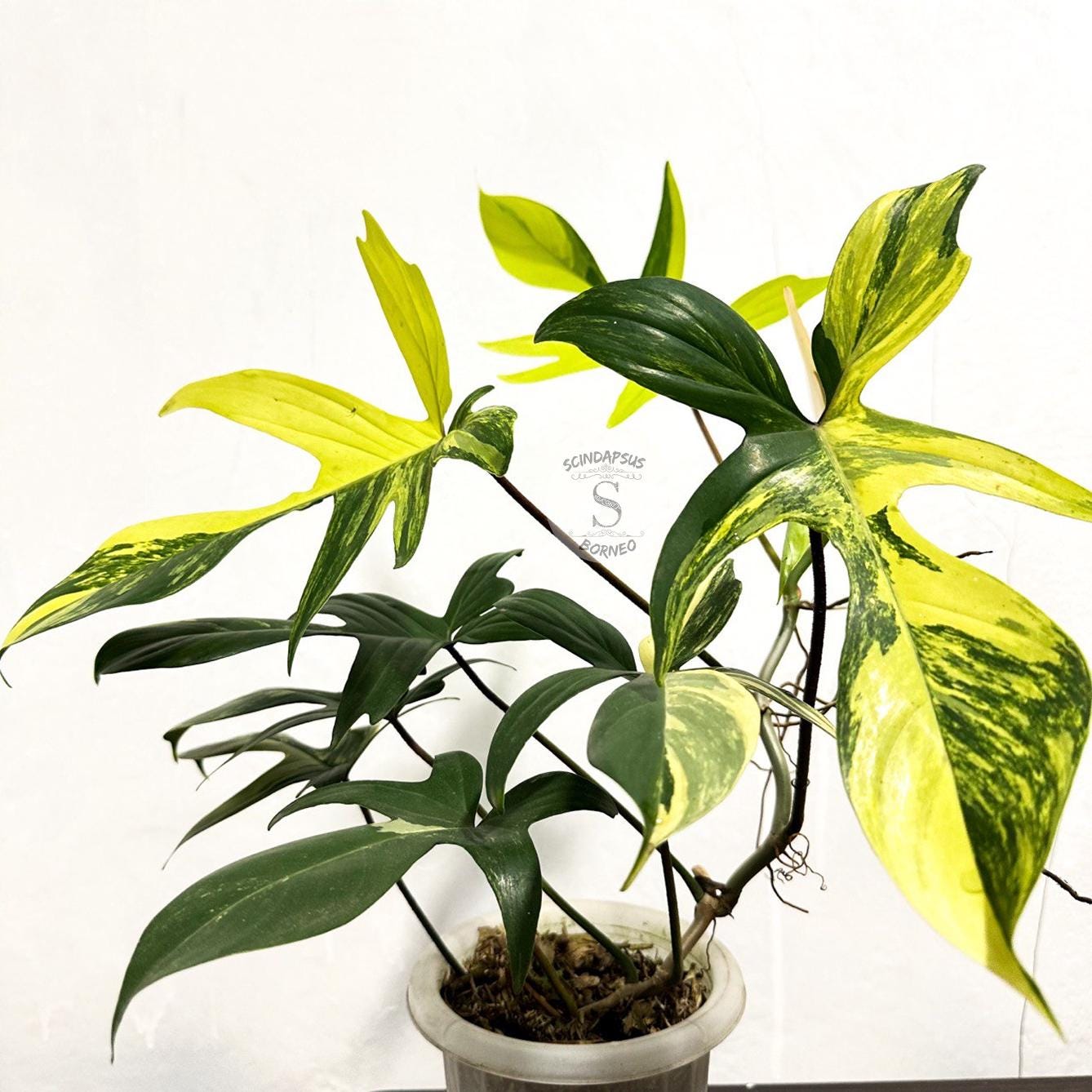 Philodendron florida beauty - Etsy 日本