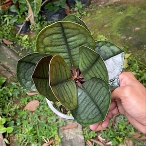 Labisia Fan selten Live exotisch Tropisch Laubpflanze Indoor Outdoor Easy Care Primulaceae