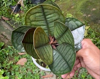 May include: A small green plant with large, round leaves. The leaves have a dark green color with a lighter green pattern. The plant is in a white pot with moss.