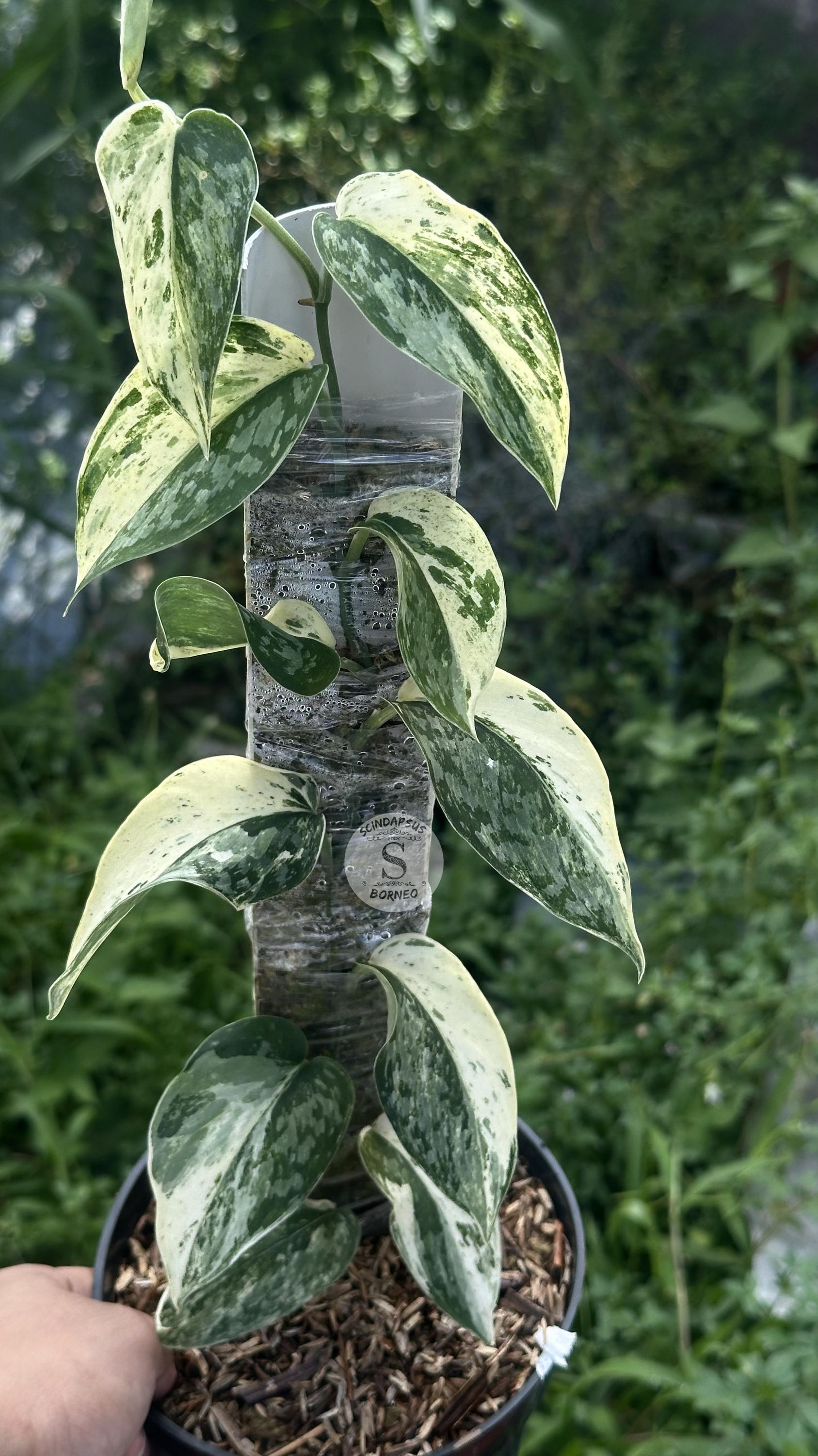 その他観葉植物 scindapsus sparking borneo Scindapsus Sparkling Borneo – Scindapsus Borneo