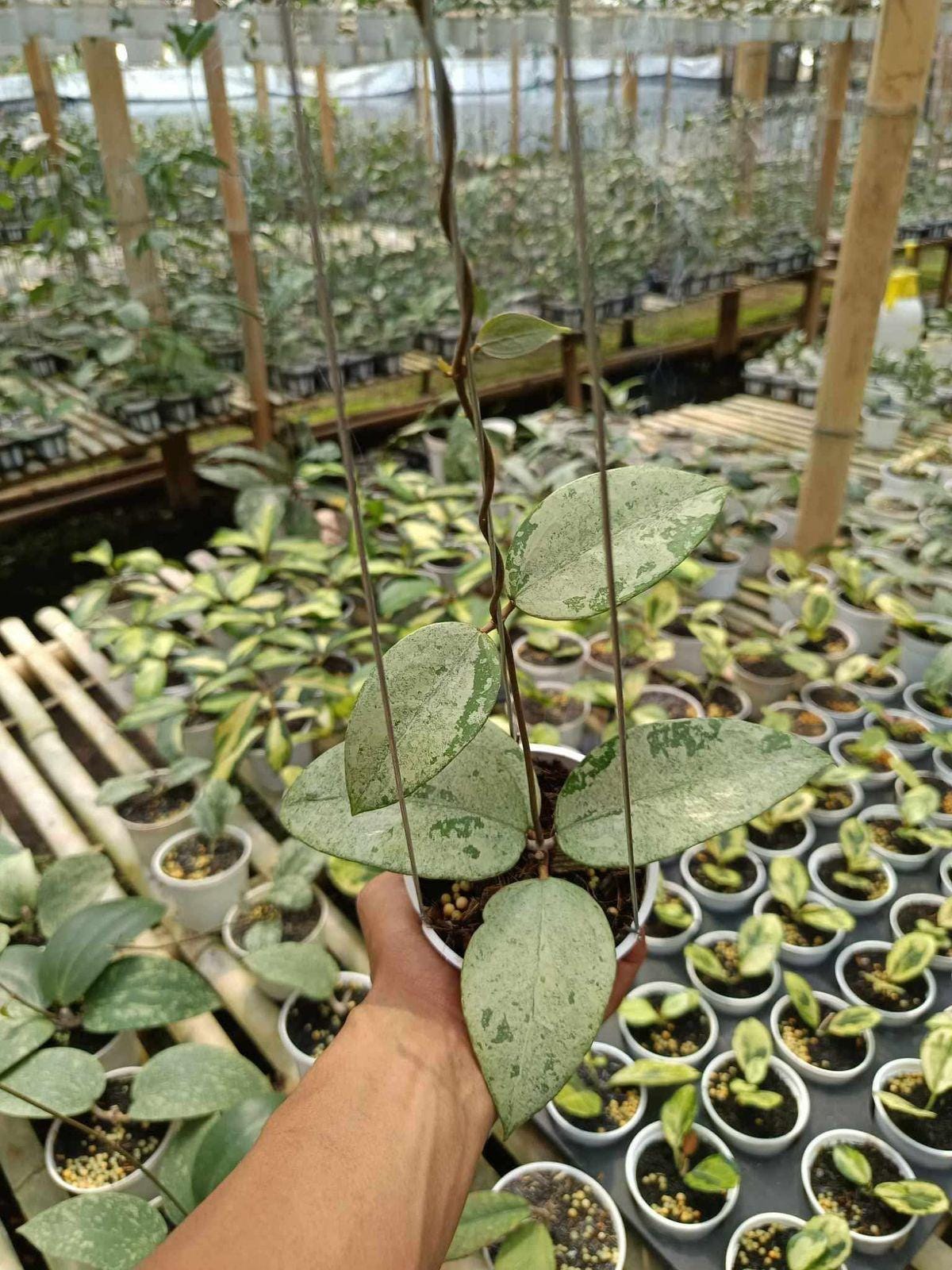 Hoya Ksb 08 Super Silver Live Exotica Tropical Plant Indoor