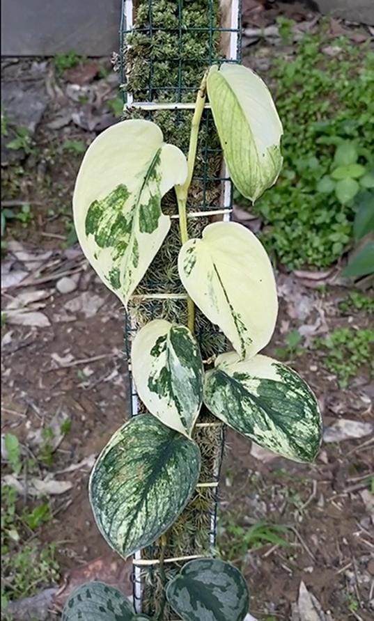 Scindapsus sp. Tri Color (3-4 Leaves) | 4