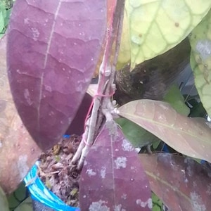 Hoya Aff Lambii Red Leaves Live Exotica Tropical Plant Indoor Outdoor Easy Care Apocynaceae