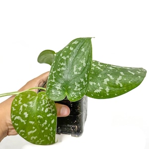 May include: A close-up of a Scindapsus pictus plant, also known as Satin Pothos, in a black plastic pot. The plant has large, heart-shaped green leaves with silver variegation. The leaves are held by a hand against a white background.