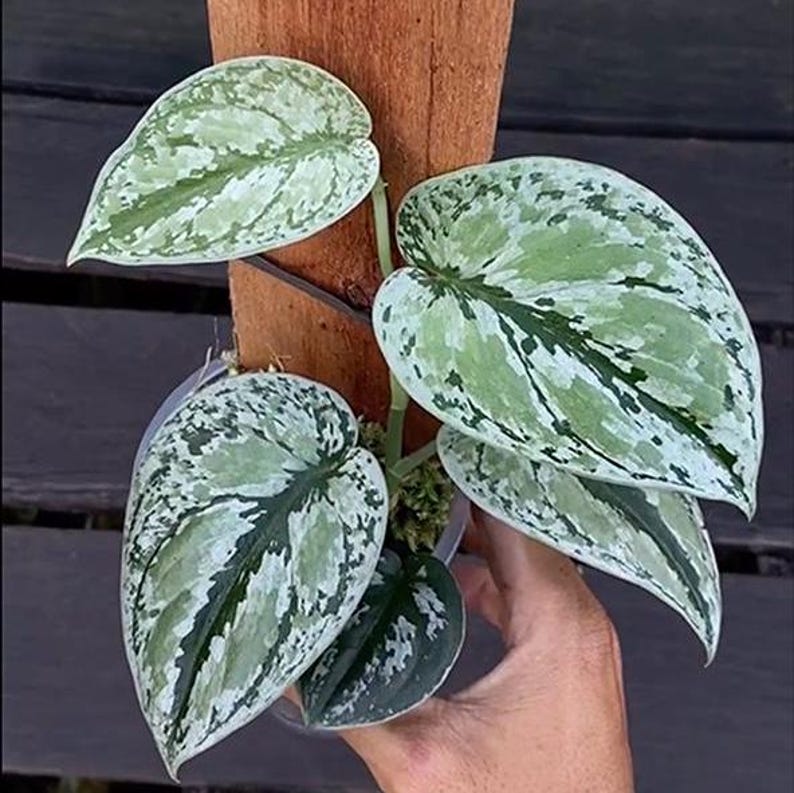 ScindapsusBorneo Scindapsus Tricollor - Thumbnail 3
