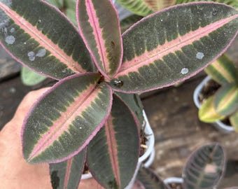 Labisia Ardisia All Color Live Exotic Tropical Foliage Plant