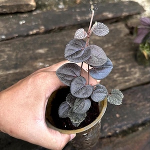 Piper Sp Timika Zeldzame levende exotische tropische plant Binnen Buiten Onderhoudsvriendelijk Unique Piperaceae
