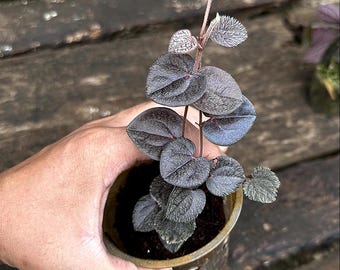 Piper Sp Timika Rare Live Exotic Tropical Plant Indoor Outdoor Easy Care Unique Piperaceae