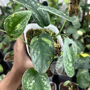Scindapsus Aurion Live Exotic Tropical Foliage Plant Indoor Outdoor Easy Care Aroid