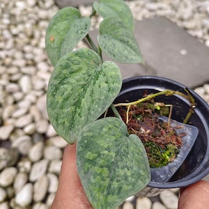 Pode incluir: Uma pequena planta verde e prateada variegada com folhas em forma de coração crescendo em um vaso preto. A planta está sendo segurada por uma mão.