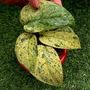 Scindapsus Creme Brulee Variegated Live Exotic Tropical Foliage Plant Indoor Outdoor Easy Care Aroid