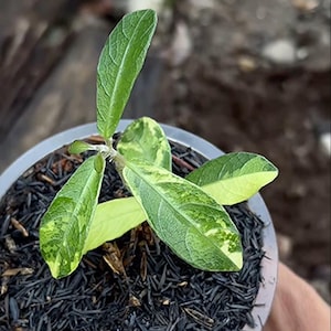 Labisia Silber bunt gemischt selten Live exotisch Tropisch Laubpflanze Indoor Outdoor Easy Care Primulaceae