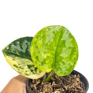 Scindapsus Bakudapati Variegated Foliage Live Exotic Tropical Plant Indoor Outdoor Easy Care Unique Aroid