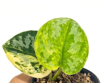 Scindapsus Sentarum - Etsy