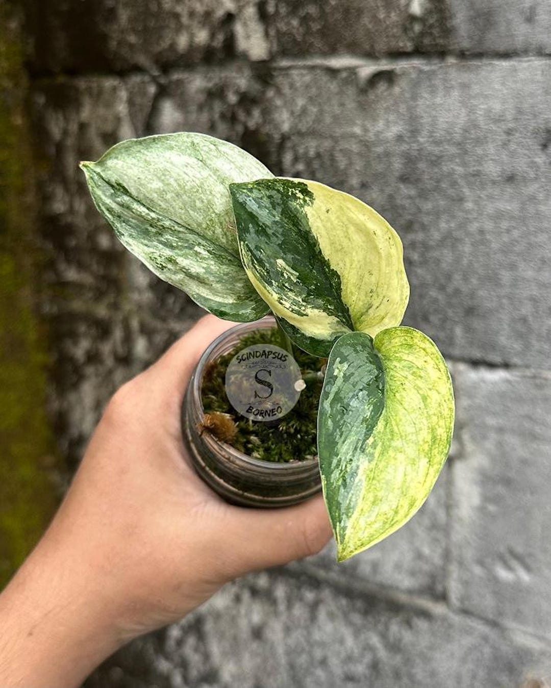 Scindapsus Sarawa 斑入り 観葉植物 il_1080xN.7162294035_bhbx.jpg