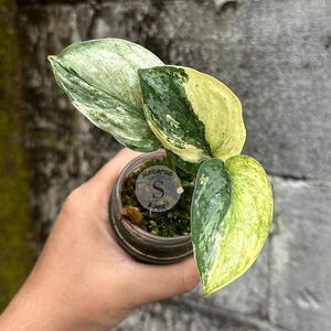 Scindapsus Sadewa Live Exotic Tropical Foliage Plant Indoor Outdoor Easy Care Aroid
