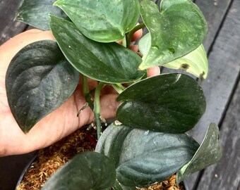 Scindapsus Silver Black Live Exotic Tropical Foliage Plant Indoor Outdoor Easy Care Aroid