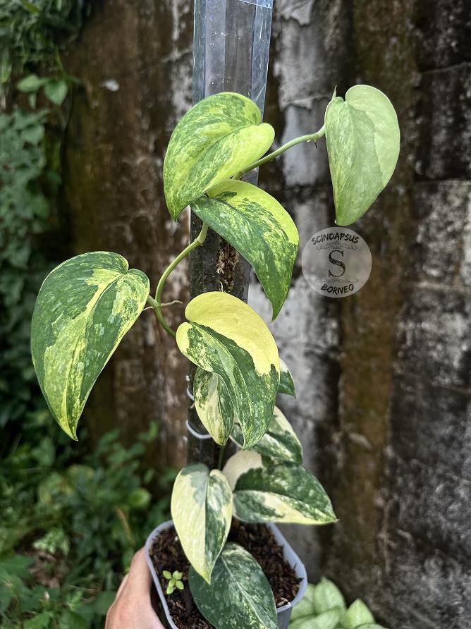 Scindapsus silver splash - Etsy 日本