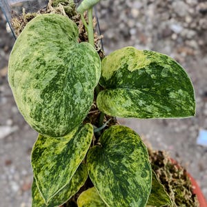 Scindapsus Tembaga - Etsy
