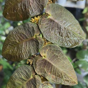 Puede incluir: Primer plano de una planta con hojas grandes y texturizadas en tonos verdes y marrones. Las hojas tienen venas prominentes y un aspecto brillante. La planta crece sobre un soporte musgoso. El texto "SUNDAPSUS BORNEO" es visible en una hoja.