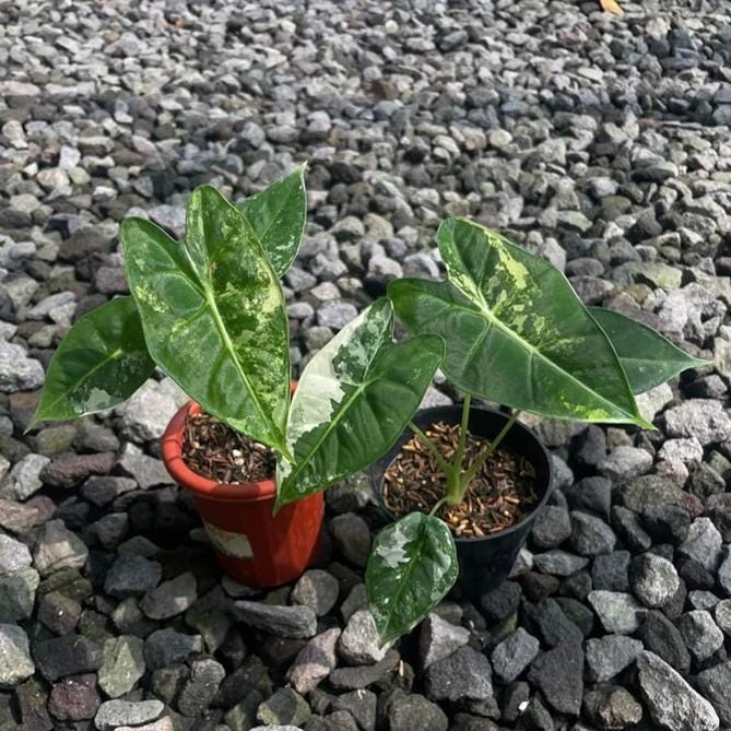 Alocasia variegated frydek - Etsy 日本