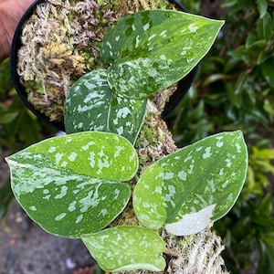 Scindapsus Agryrarius Tricolor Variegated Foliage Rare Live Exotic Tropical Plant Indoor Outdoor Easy Care Unique Aroid