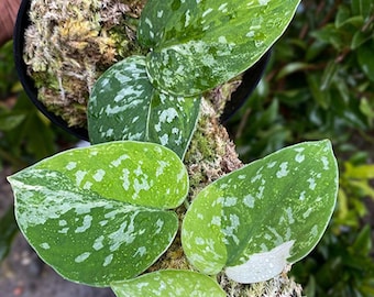 Scindapsus Agryrarius Driekleurig bont blad Zeldzame levende exotische tropische plant Binnen Buiten Onderhoudsvriendelijk Unieke aroid
