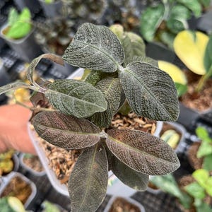 Labisia schwarz Lebendig Exotisch Tropische Pflanze Indoor Outdoor Pflegeleicht Primulaceae