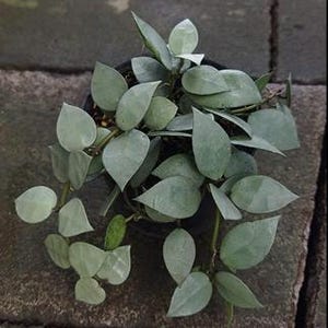 ホヤ・ラクノーサ フルムーン ライブエキゾチカ 熱帯植物 屋内屋外 お手入れ簡単 キョウチクトウ科
