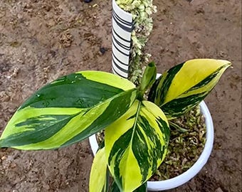 Scindapsus Rupestris Neon bonte levende exotische tropische bladplant Binnen Buiten Onderhoudsvriendelijk Aroid