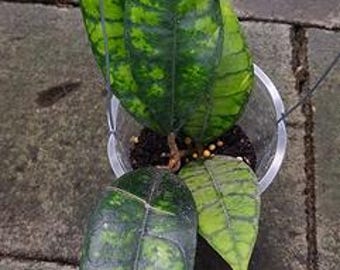 Hoya Calystopila Black Cat Live Exotica Tropical Plant Indoor Outdoor Easy Care Apocynaceae