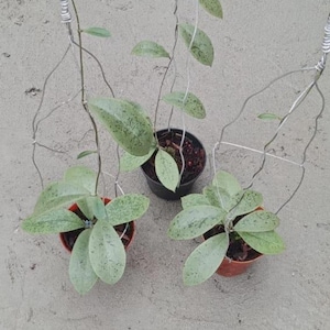 ホヤ フォルベシ シルバー 希少 生きたエキゾチックな熱帯観葉植物 屋内屋外 お手入れ簡単 キョウチクトウ科