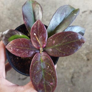 Hoya Buntokensis Red Live Exotica Tropical Plant Indoor Outdoor Easy Care Apocynaceae