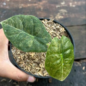 Alocasia Golden Bone Variegata Lebend Exotisch Tropisch Laubpflanze Indoor Outdoor Pflegeleicht einzigartig Aroid